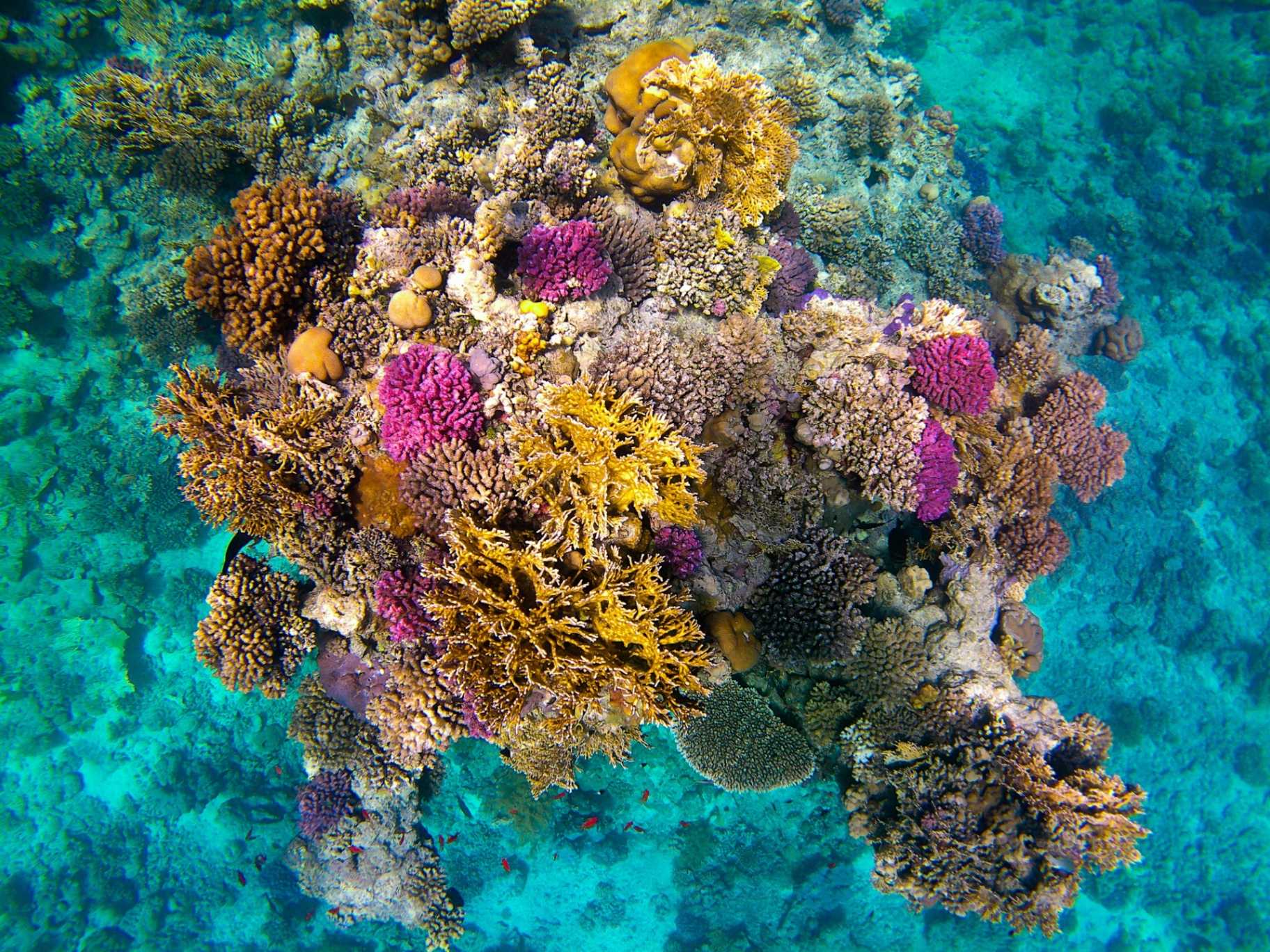 Vibrant Red Sea coral reef in crystal-clear water